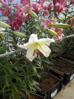 [1731 Rexona No02.JPG]